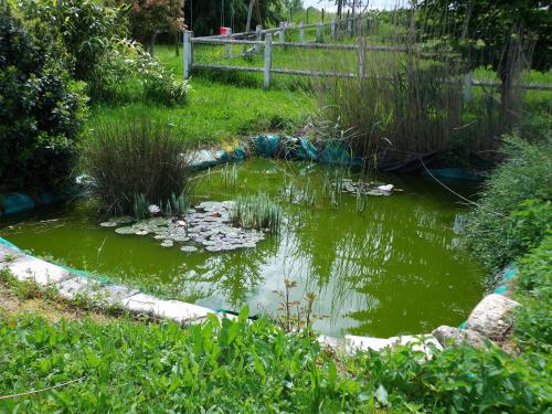a pond with lily pads in a garden at Domaine de Beaufort in Saint-Front-de-Pradoux