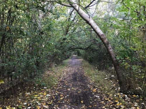 a dirt road in the middle of a forest at Apartamentos Duquesa Sierra Nevada in Pinos Genil