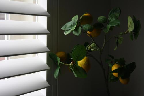 a plant sitting on a window sill next to a window at Zandvoort Studio in Zandvoort