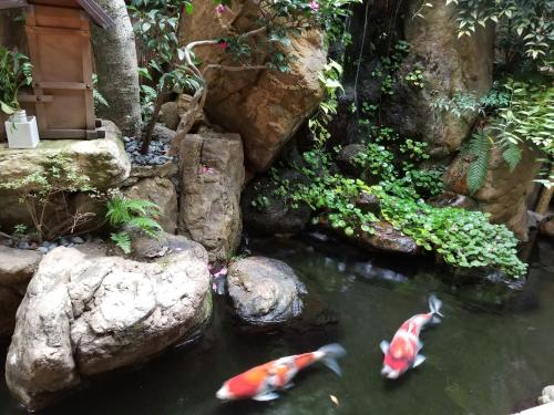 a group of koi fish swimming in a pond at Ryokan Sawaya Honten in Kyoto