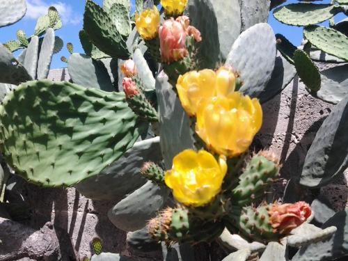 a group of yellow flowers on a cactus at B&B Terra Serena in Santa Cesarea Terme