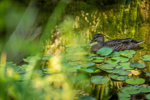 un pato sentado en la parte superior de los lirios en un estanque en Achtis Hotel, en Afitos