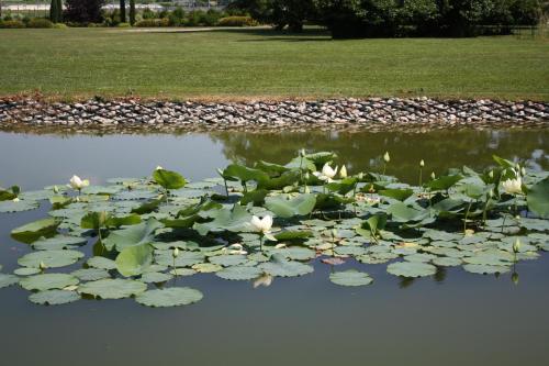 a pond with white flowers and lily pads at Belvivere Suites in Sona