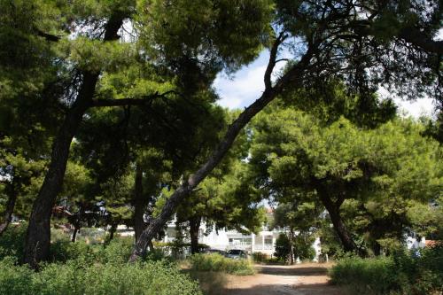 a group of trees in a park at Melissa Gold Coast in Psakoudia