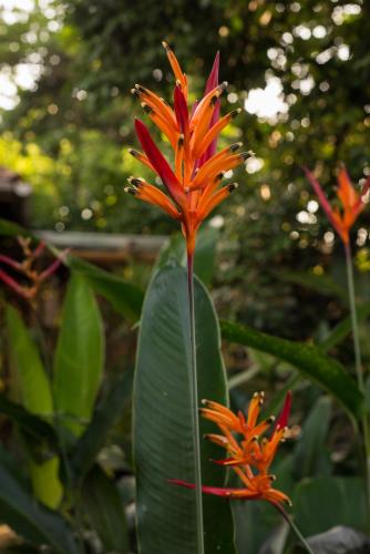 an orange and red flower on a green plant at Pousada Treze Luas in Ilha do Mel