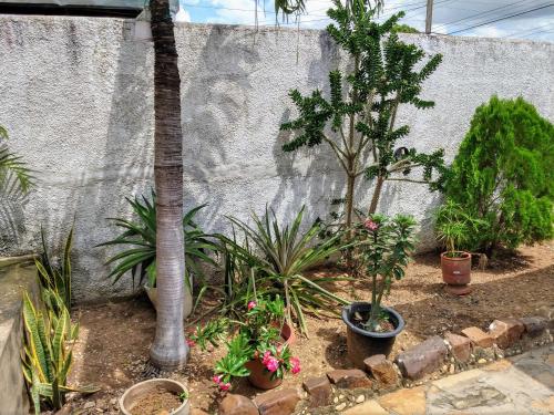 a garden with a palm tree and many plants at Flat próximo ao Aeroporto, Universidades e Centro in Teresina