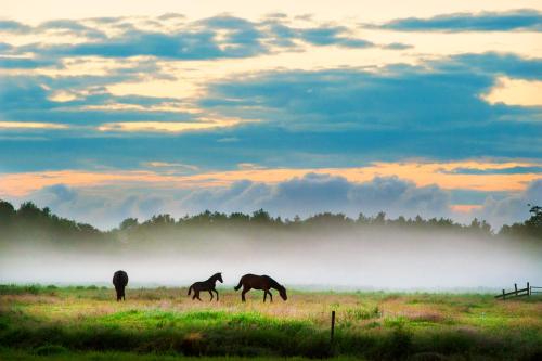 three horses grazing in a field with fog in the background at Het Vogelhuisje in Twijzelerheide