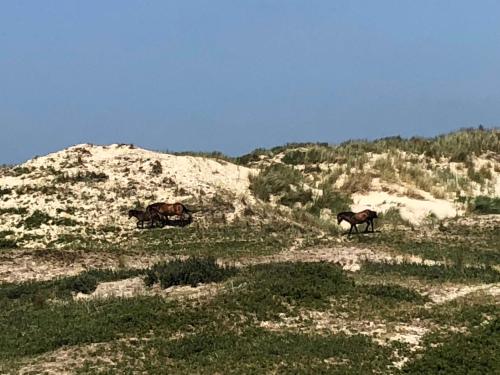 two horses are walking on a grassy hill at Ferienhaus Glücklich am Meer 3 mit Wellnesszugang in Egmond aan Zee