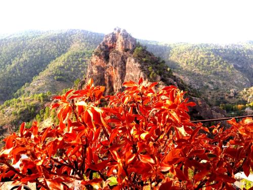 a red bush with a mountain in the background at Miralmundo Alojamientos Rurales Ayna - HOSTAL RURAL in Ayna