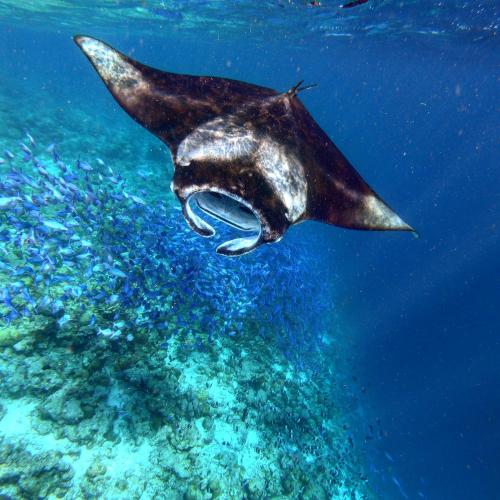 a whale shark swimming in the ocean at Blue Water Thoddoo Inn in Thoddoo