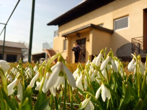 a group of white flowers in front of a house at apartma "happy Scotts" in Starše