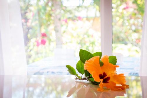 a orange flower sitting on a table next to a window at Hotel Taura'a in Hanga Roa