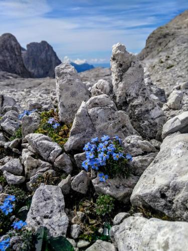 a bunch of rocks with blue flowers on them at Casa Caterina in Fiera di Primiero