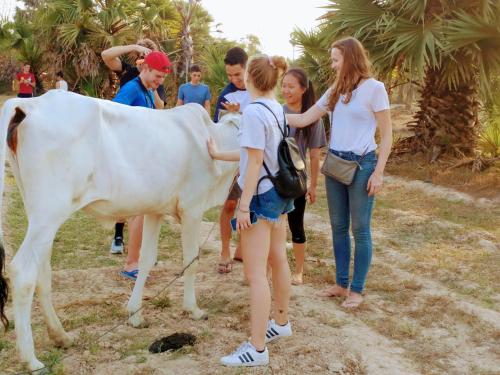 a group of people looking at a white cow at Phonluer Angkor Homestay, in Siem Reap