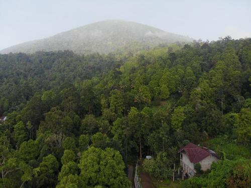 eine Luftansicht auf einen Wald mit einem Berg in der Unterkunft Muara Inn ternate in Ternate