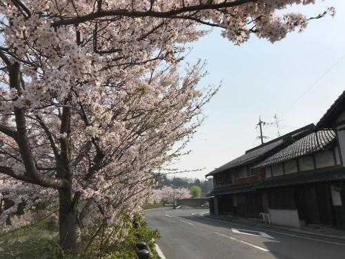 a tree with pink flowers on it next to a street at Guesthouse Mio in Omihachiman