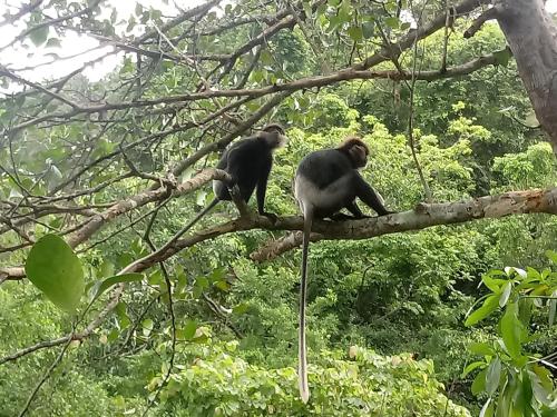 two chimpanzees sitting on top of a tree branch at Unawatuna Backpacker Lodge in Unawatuna