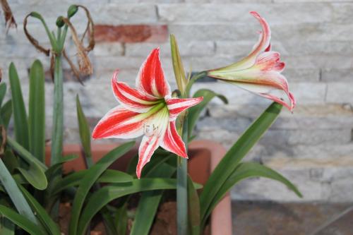 two red and yellow flowers on a plant at B&B Milena in Sava