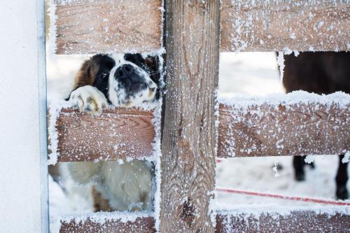 a dog is looking out of a bird feeder in the snow at Pichlerhof in Valle Di Casies