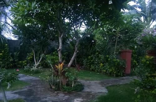 Taman di luar Molleh Guest House