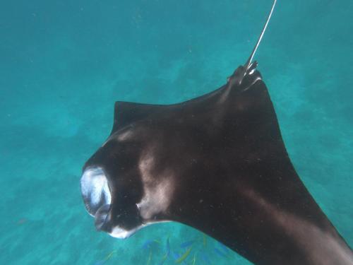 a black stingray swimming in the water at Ras Rana Lodge in Rasdu