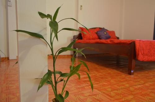 a plant in front of a living room with a couch at Sok Phen Homestay in Siem Reap
