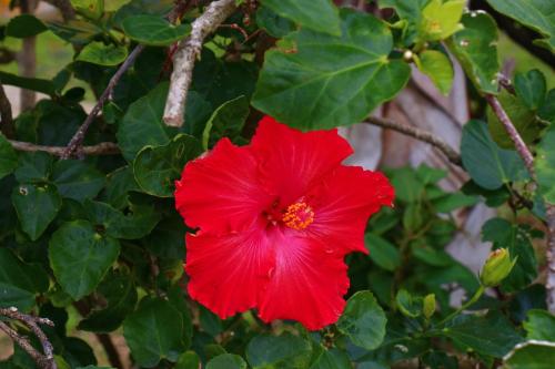 Billede fra billedgalleriet på Pension Kongo Baru i Tokunoshima