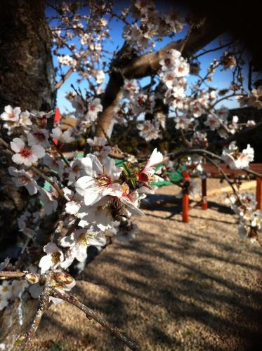 a bunch of white flowers on a tree at Ferme D"Hote Lala Fatima in Aïn Leuh