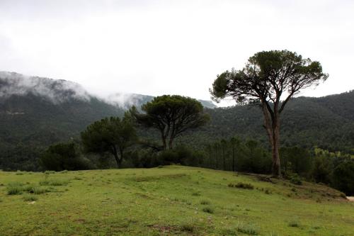 a green field with trees and mountains in the background at Casa Mercedes in Molinicos