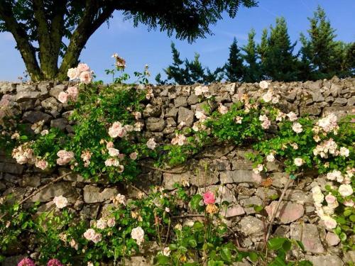 a stone wall with pink flowers on it at Villa Colletto in Coreglia Antelminelli