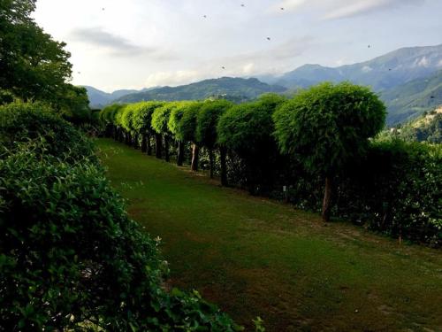 a row of trees with mountains in the background at Villa Colletto in Coreglia Antelminelli
