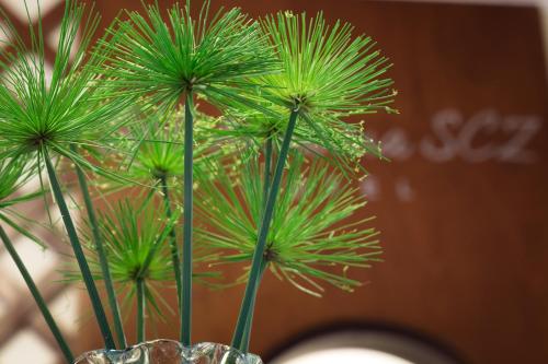 a plant in a vase with green leaves at Hotel By Armonía Santa Cruz in Santa Cruz de la Sierra