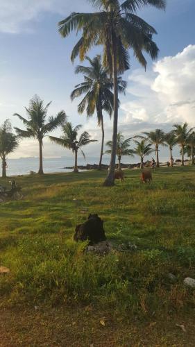 a group of animals grazing in a field with palm trees at Home No.9 in Ko Lanta