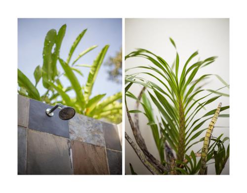 two pictures of plants next to a wall with a key at Ranis Lodge in Kampung Padang Masirat