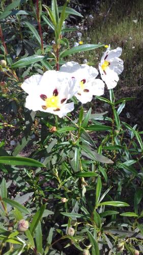 a group of white flowers on a plant at Casas do Ardila in Santo Amador