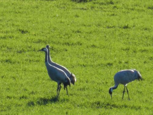 two birds walking in a field of grass at Casas do Ardila in Santo Amador