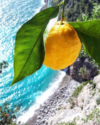 a lemon hanging from a tree next to the water at Maiori Apartment by Marcel in Maiori