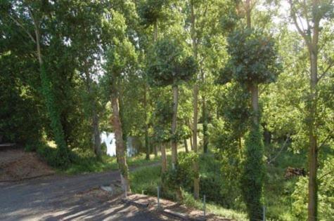 a forest of trees with a road in the middle at Maison d'hôtes & Gîtes Domaine de la Garaye in Dinan