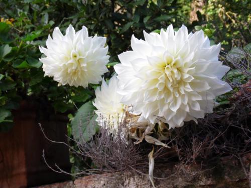 two white flowers are growing on a bush at La Loggetta - Apartments in Gaiole in Chianti