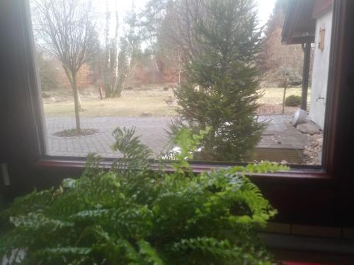 a christmas tree is seen through a window at Dąbrowski in Nadarzyn