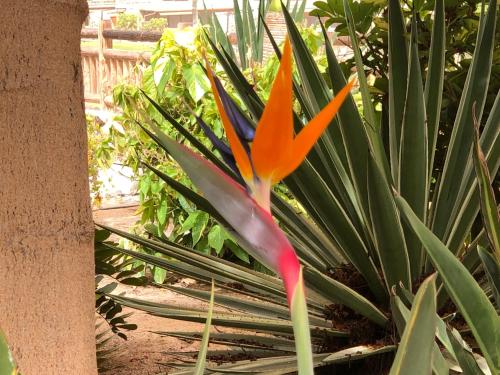 a colorful flower is growing on a plant at Suecia Villa Opal Anfi Tauro in Mogán