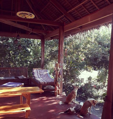 Ein Garten an der Unterkunft Lazy Lizard Hostel