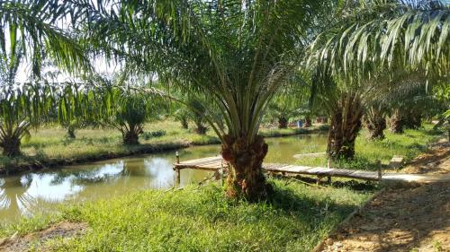 a palm tree in the middle of a river at Home No.9 in Ko Lanta
