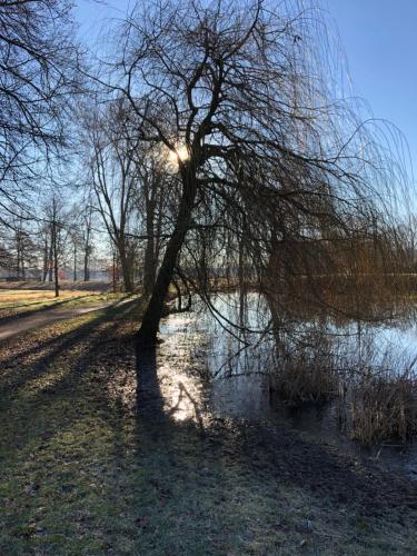 a tree in the middle of a body of water at König`s Hotel am Schlosspark in Rheda-Wiedenbrück