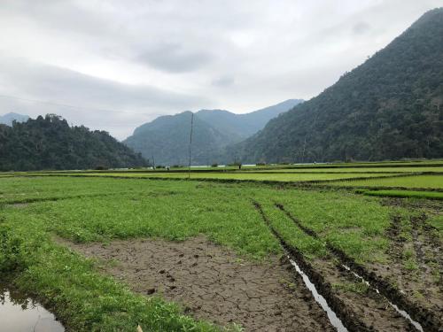 a field of grass with mountains in the background at Ba Be Lake View Homestay in An Ma