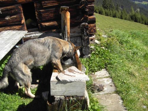 a dog standing in front of a log cabin at Ferienwohnung Garber in Uderns