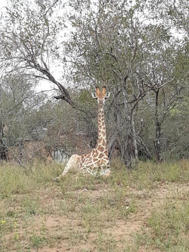 a giraffe laying in the grass in a field at Bellamia in Marloth Park