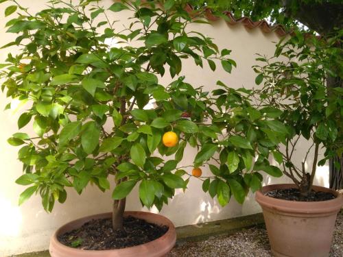 two orange trees in pots next to a wall at Rêve d’Emma in Plan-dʼOrgon