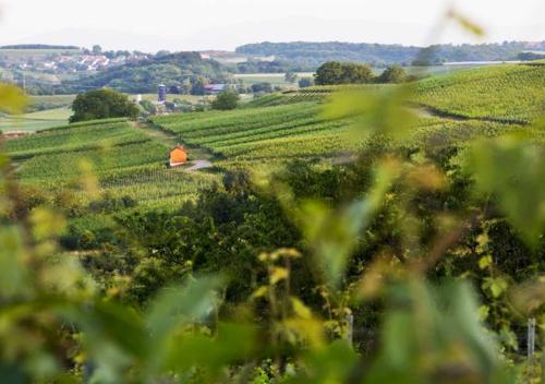 a field of crops with a red barn in the distance at Hotel & Restaurant Tanne in Fischingen