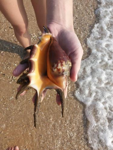 a person holding a shell on the beach at Villa Sidu in Induruwa